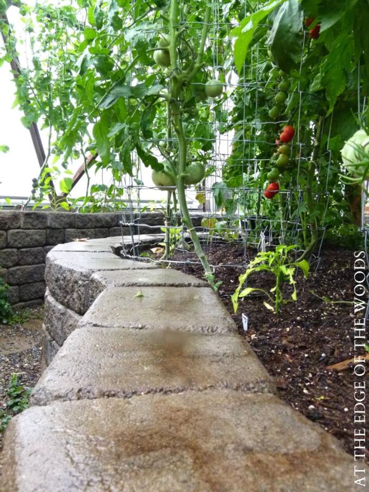 Tomatoes in stone raised garden beds in a greenhouse