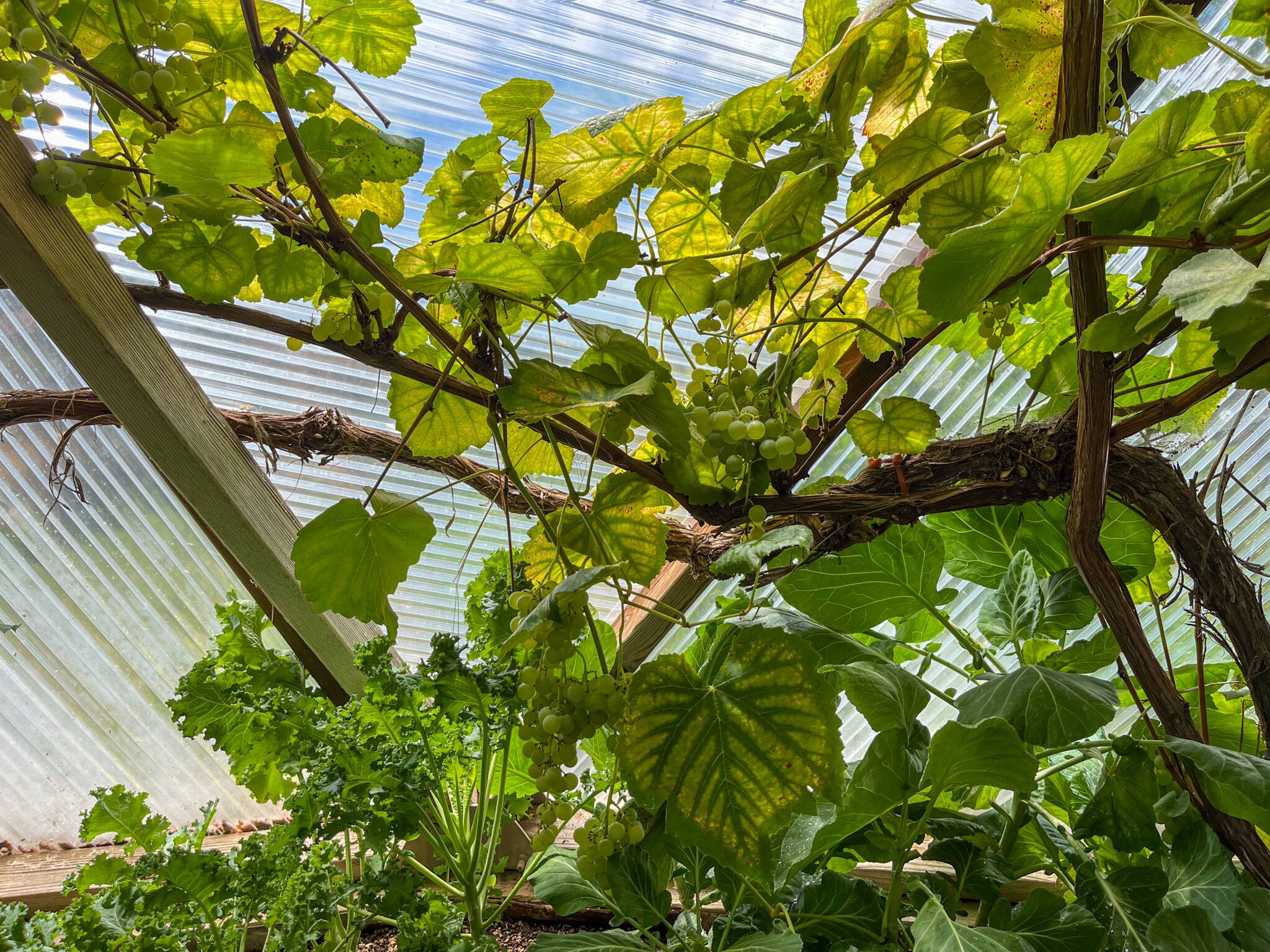Grapevine with leaves starting to brown due to changes in the seasons