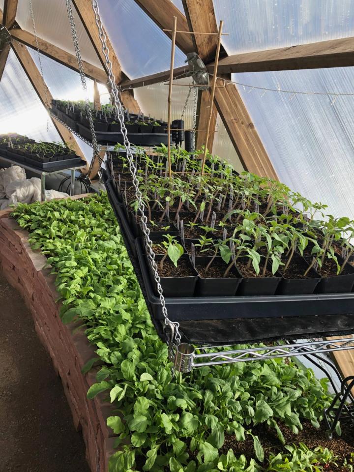 seedlings