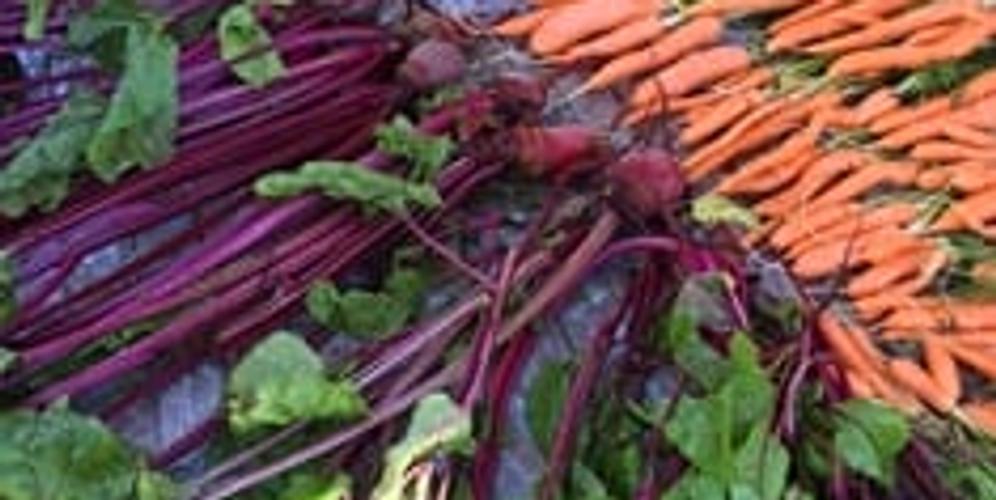 Green Living 101: Grow Your Own Food image