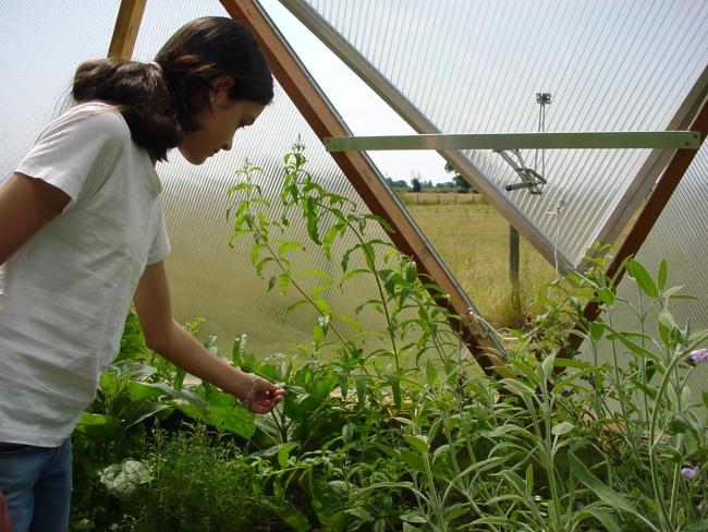 person inspecting a plant in a raised bed garden next to an open vent inside a growing dome greenhouse