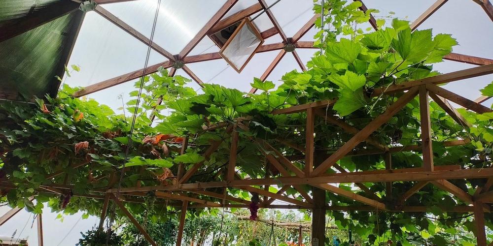 Growing Grapes in a Dome – You Heard It Through the Grapevine image