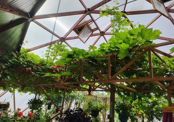 Growing Grapes in a Dome – You Heard It Through the Grapevine image