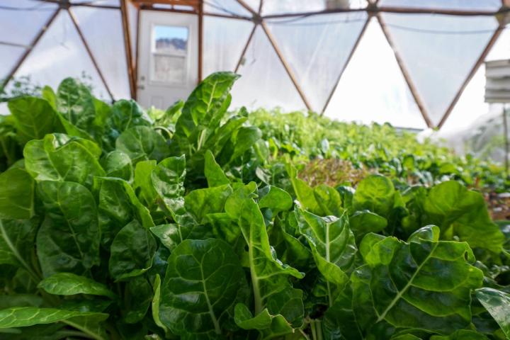 companion planting in a dome greenhouse