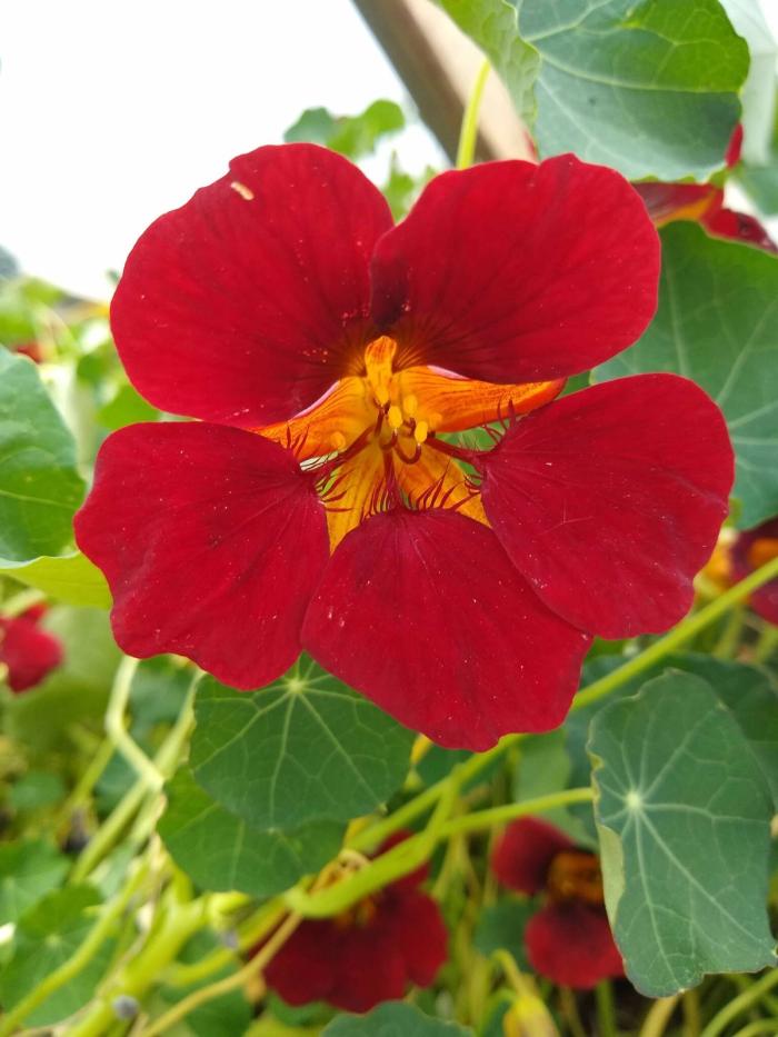 red nasturtium