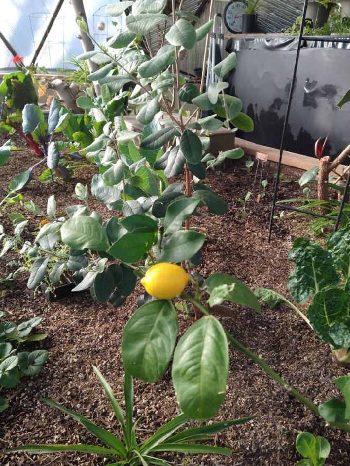 lemon tree with a bright yellow lemon growing in the center raised bed of a growing dome greenhouse
