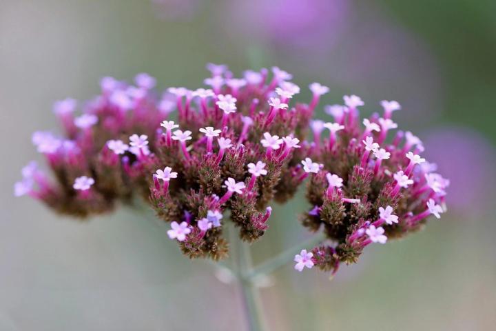 Verbena flowers Pixaby photo