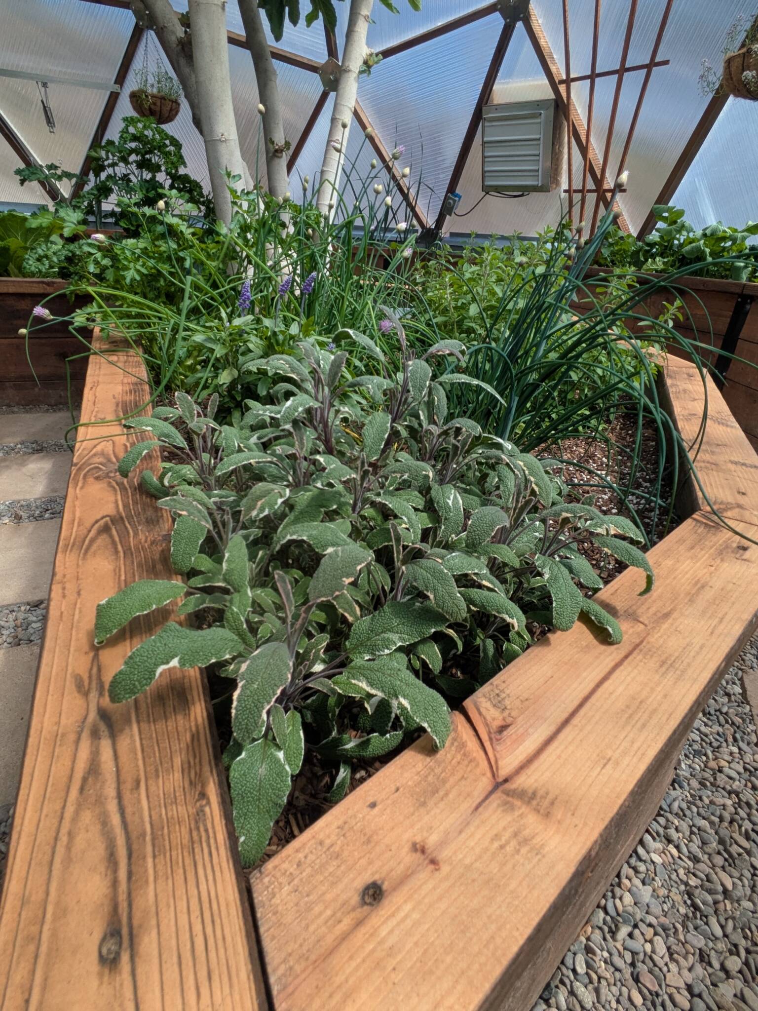 Sage in a garden bed inside a Growing Dome