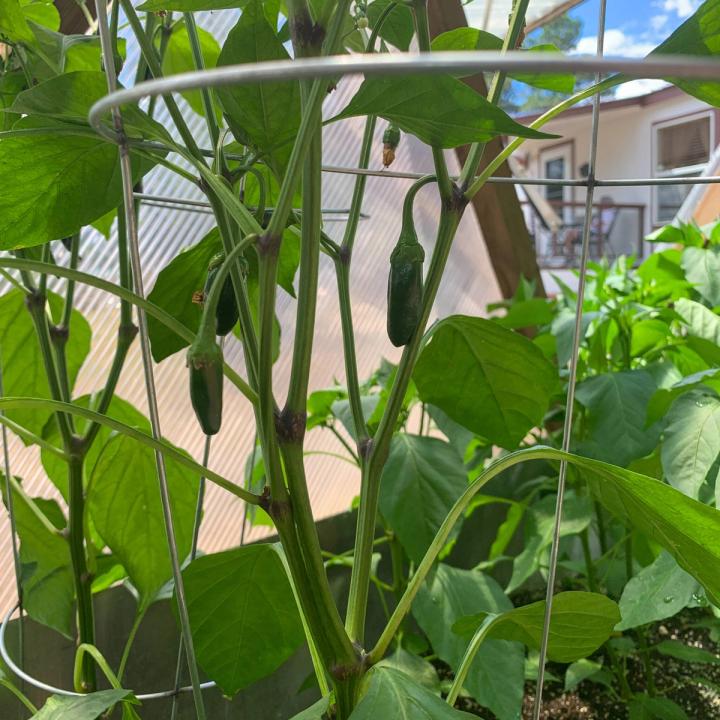 Jalapeño peppers growing in a greenhouse