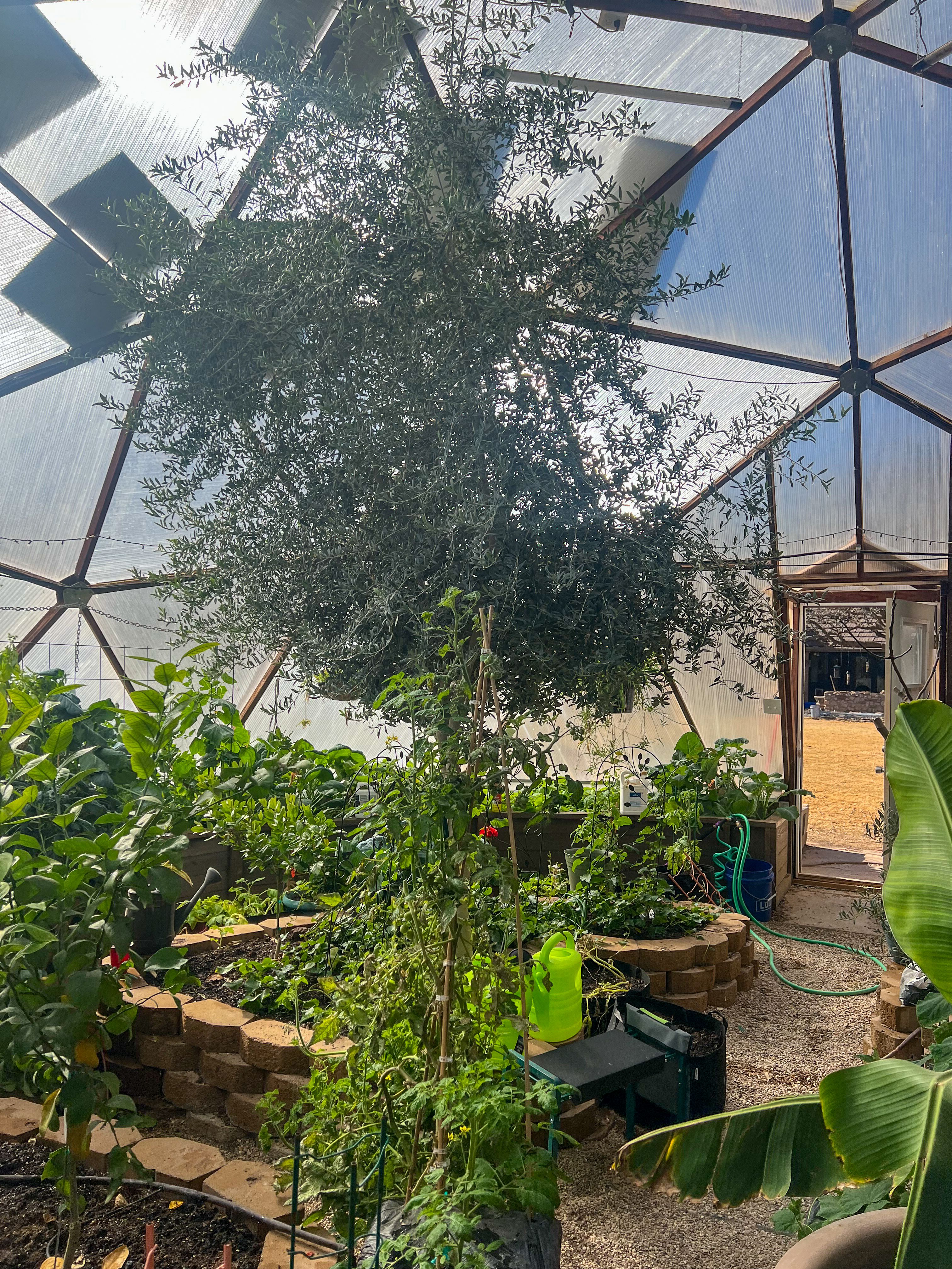 Olive tree growing tall in the center of a texas greenhouse surrounded by other green plants