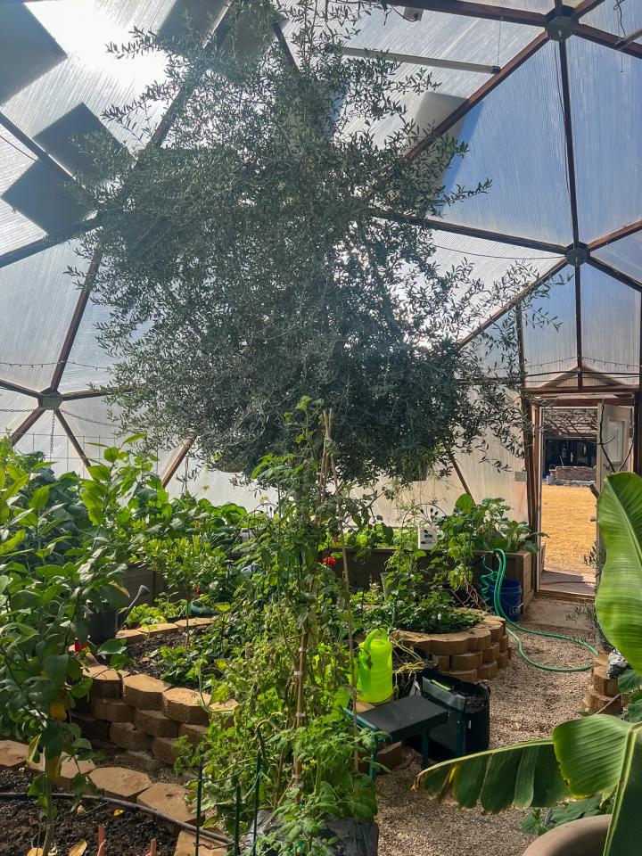 Olive tree growing tall in the center of a texas greenhouse surrounded by other green plants