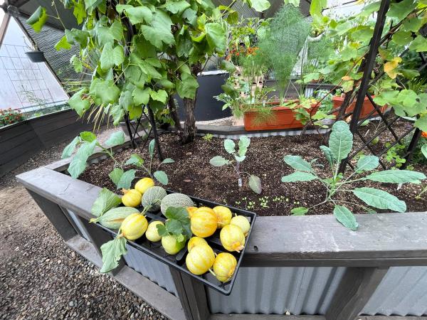 Lemon cucumber harvest