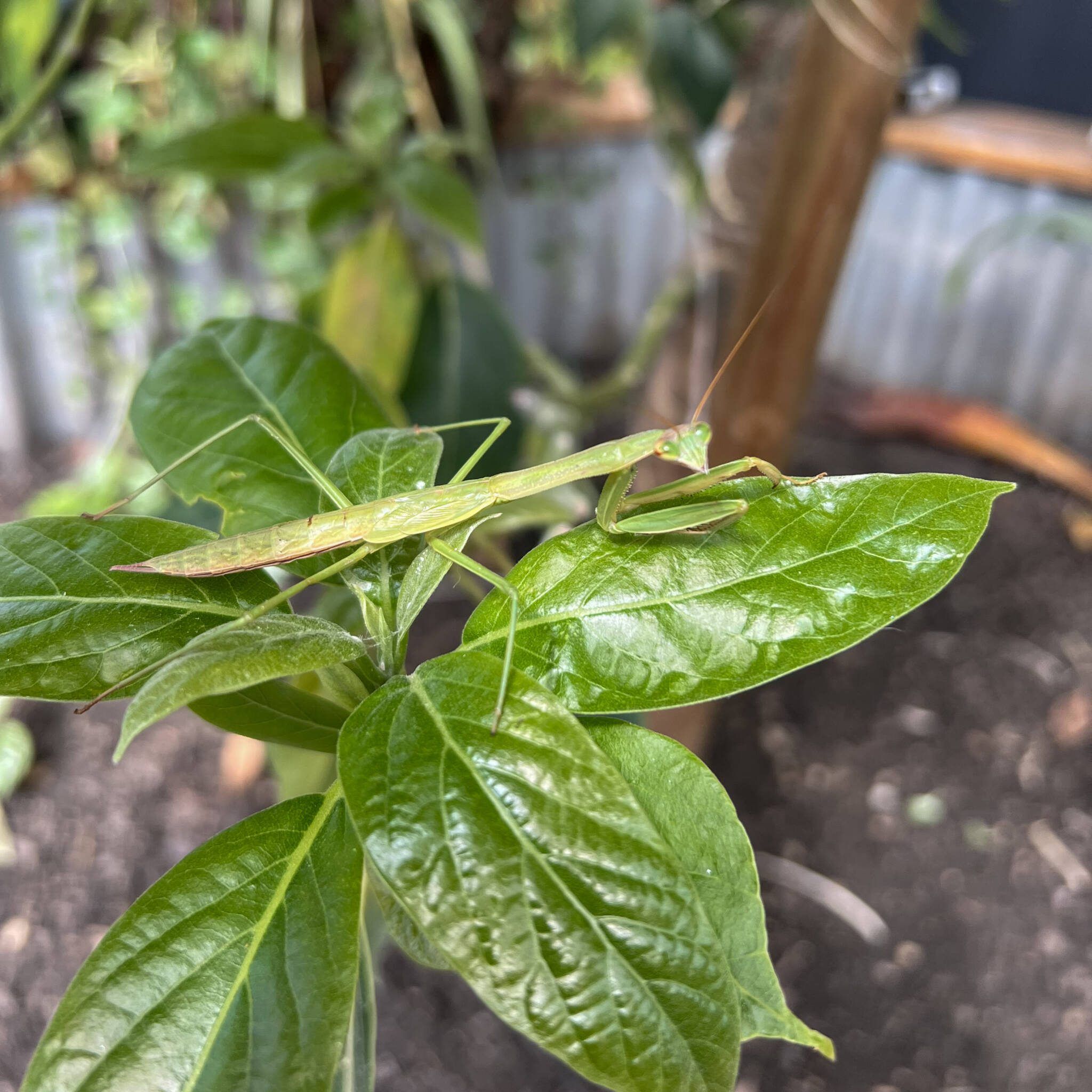 Beneficial insects