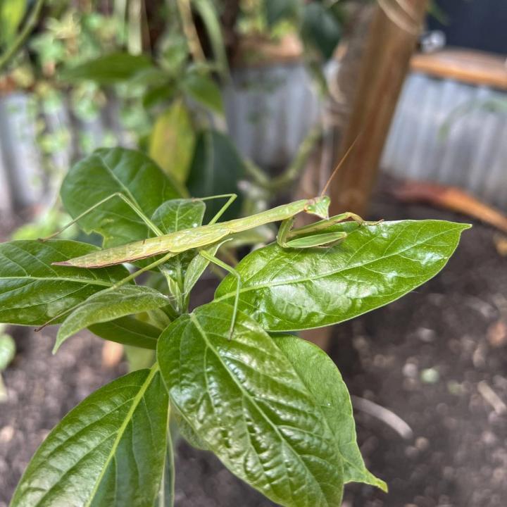 Beneficial insects