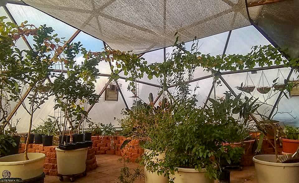 Tropical flowers in a geodesic greenhouse