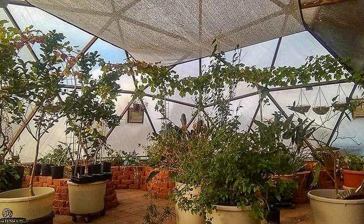 Tropical flowers in a geodesic greenhouse