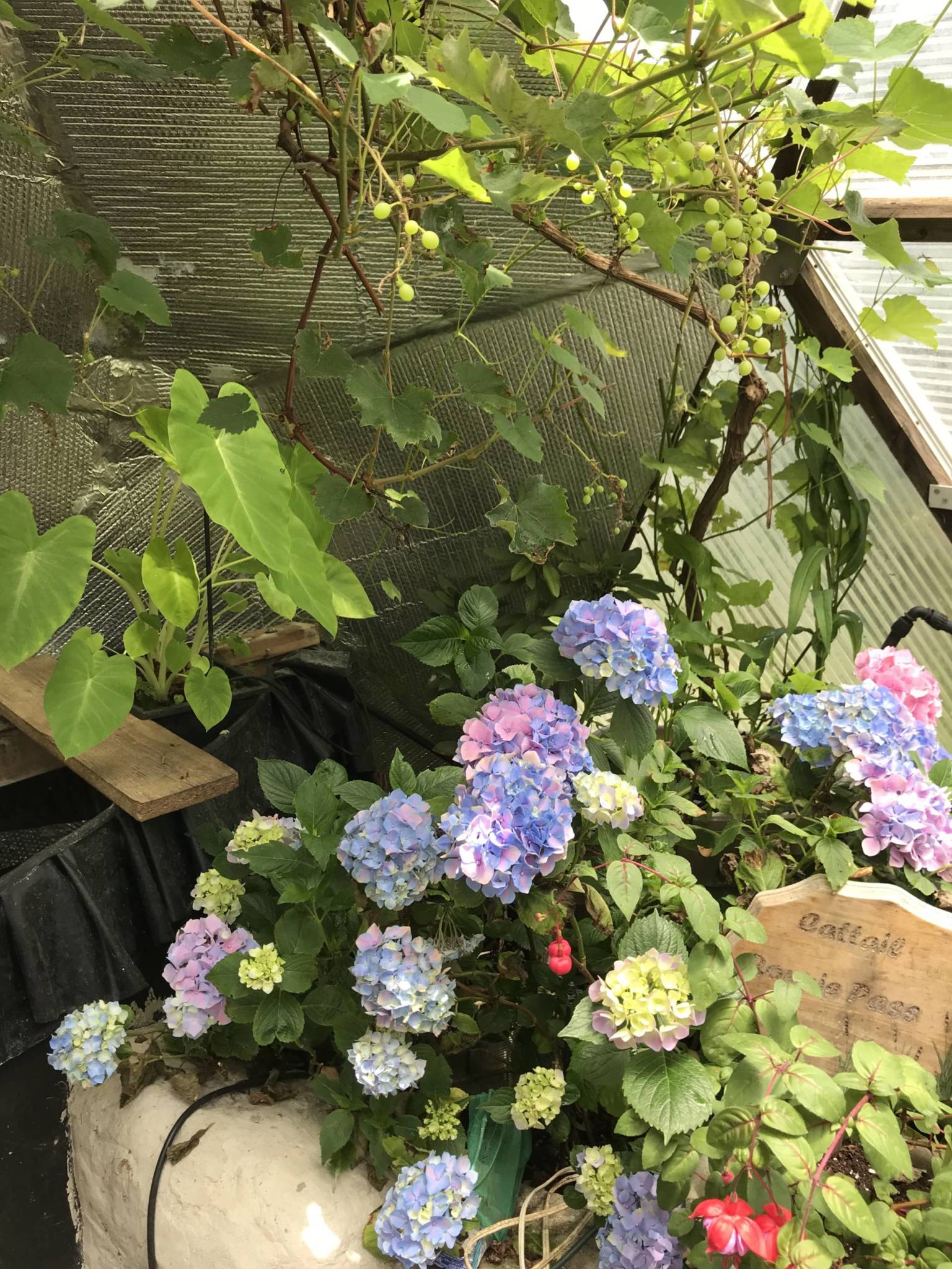 beautiful flowers