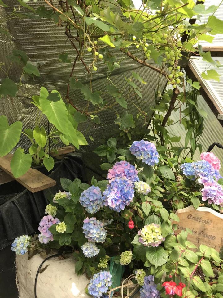 beautiful flowers