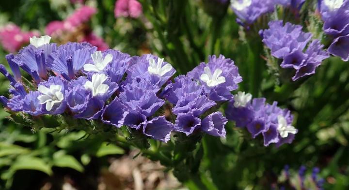 purple and white Statice flowers photo from Pixabay