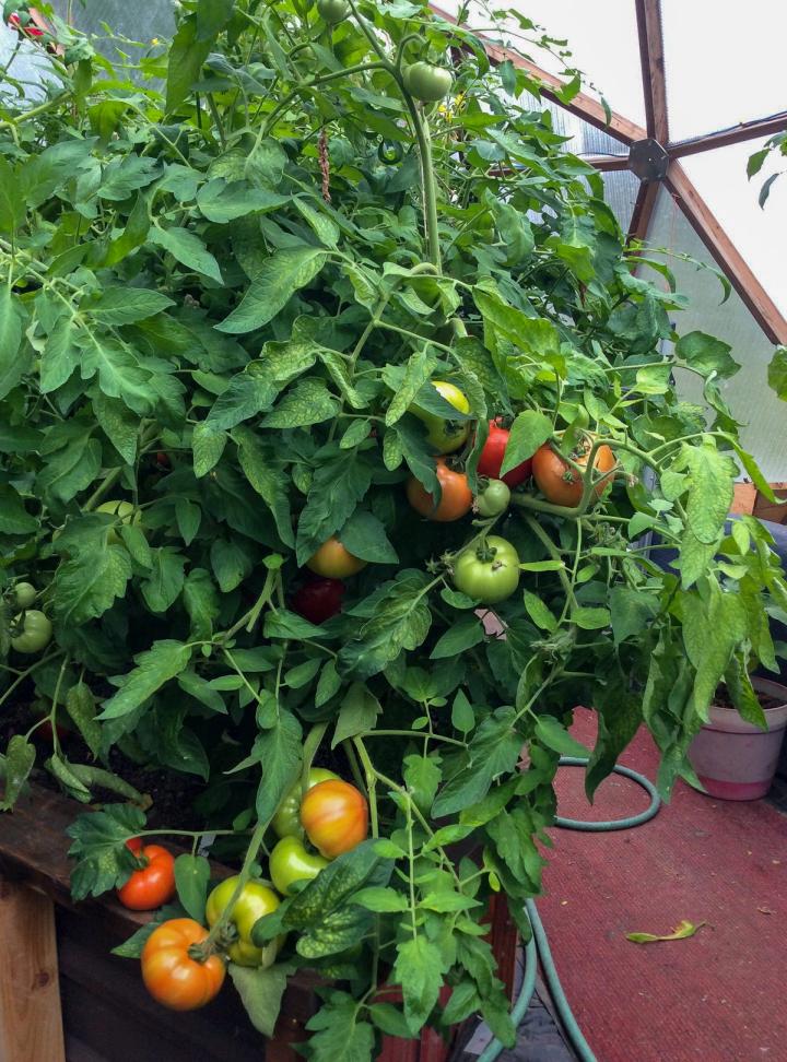tomatoes growing in alaska greenhouse