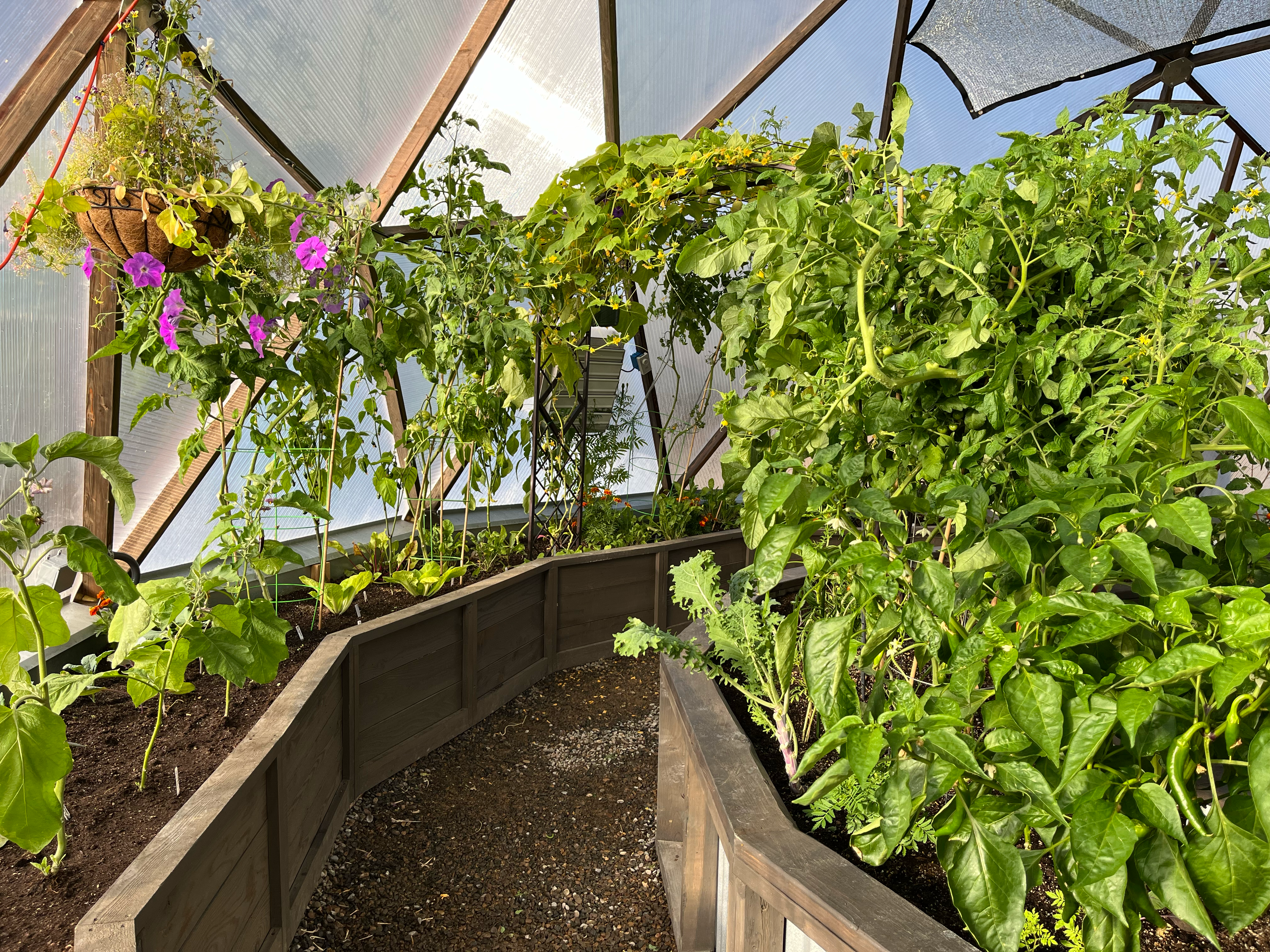 purple flowers and a tomato plant growing in a geodesic dome greenhouse