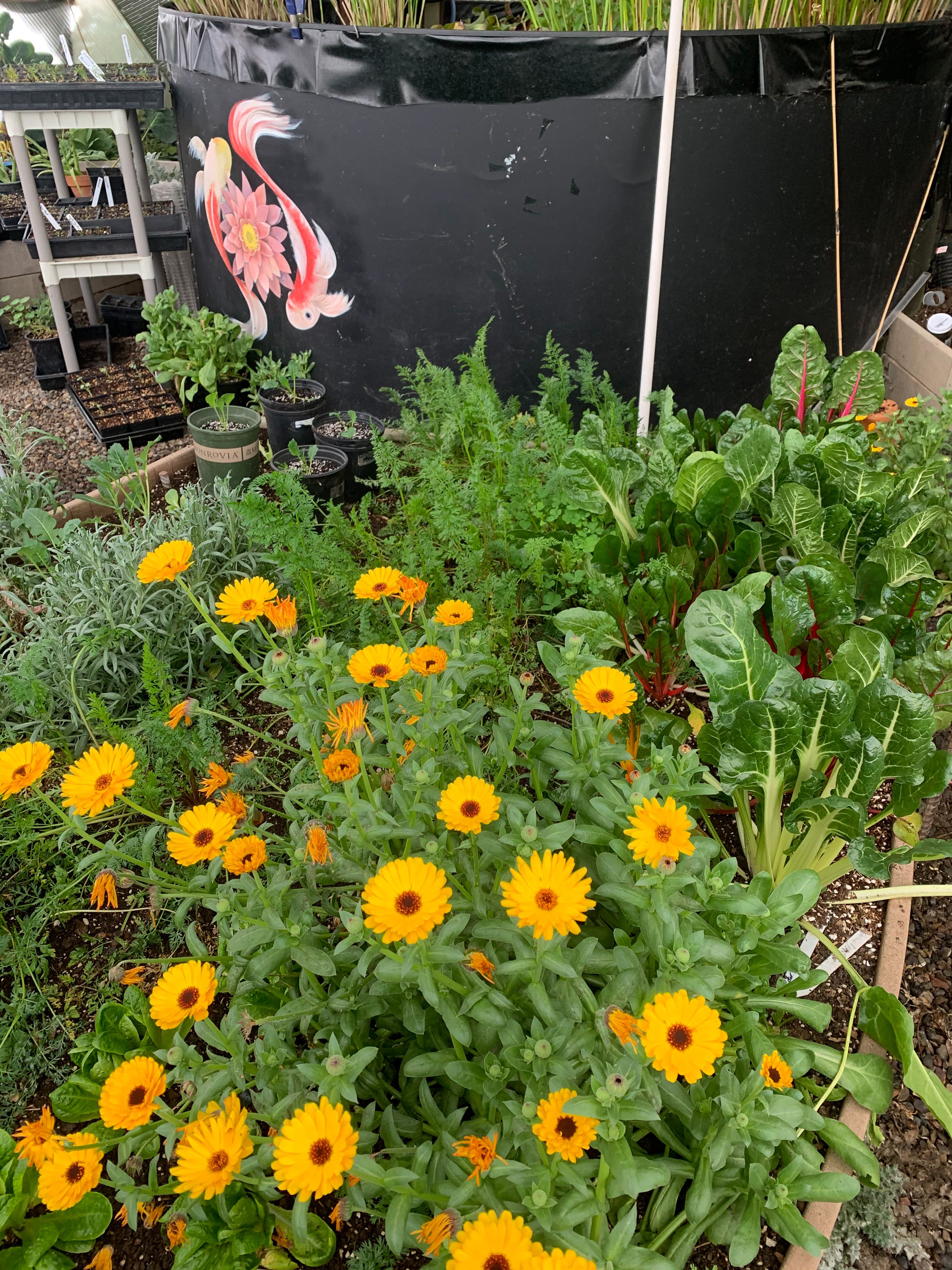 orange calendula growing near the black above-ground pond decorated with a painting of koi circling a lotus blossom