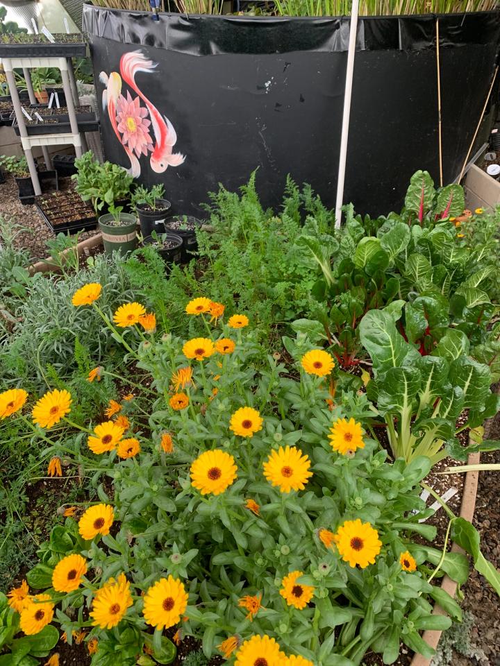 orange calendula growing near the black above-ground pond decorated with a painting of koi circling a lotus blossom