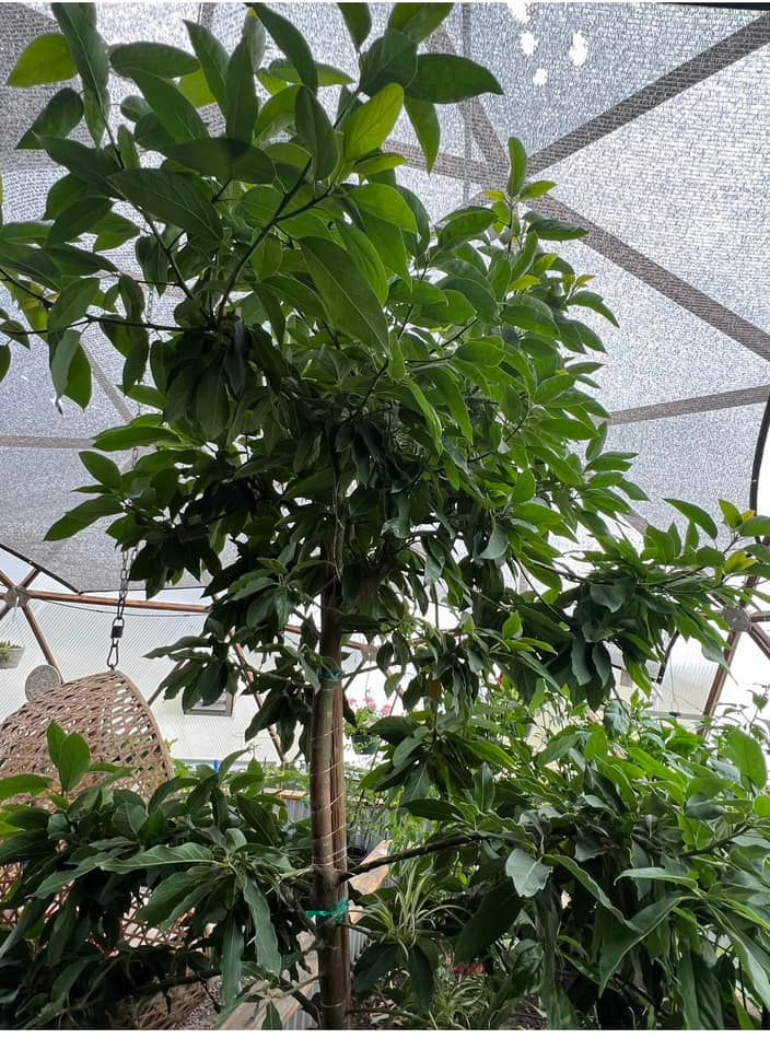 Large avocado tree growing in a geodesic greenhouse