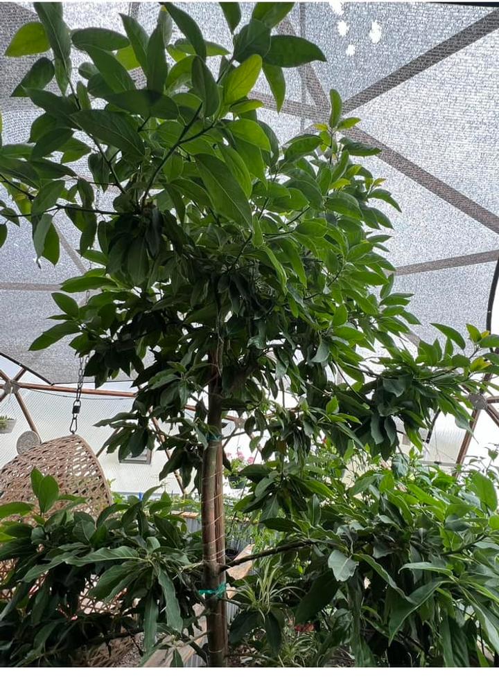 Large avocado tree growing in a geodesic greenhouse