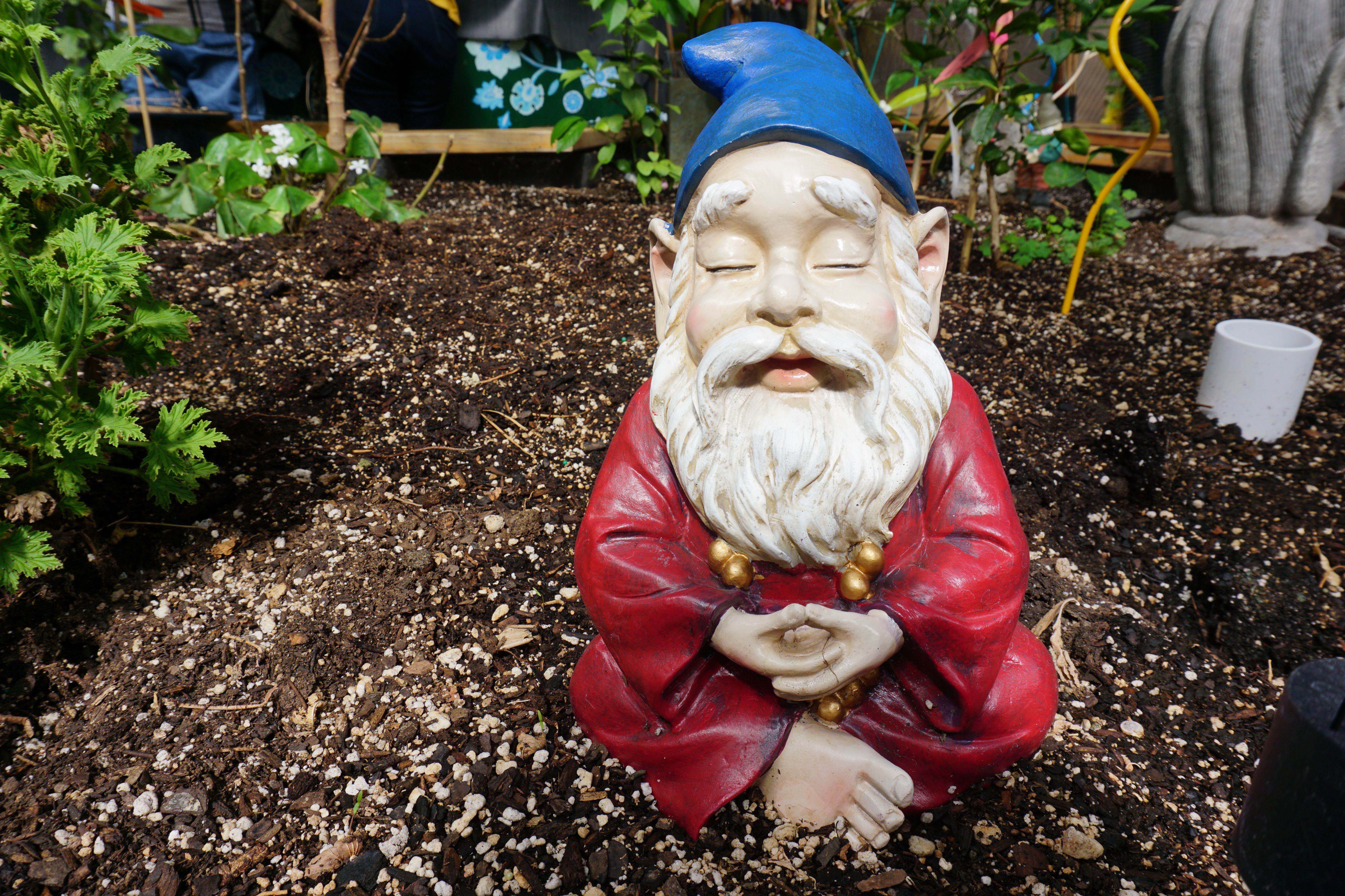 Garden gnome in a red robe meditating in the soil of a garden bed