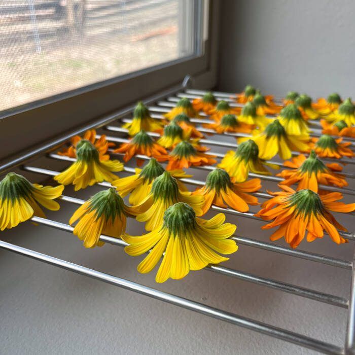 How to make calendula oil - flowers drying on wire rack