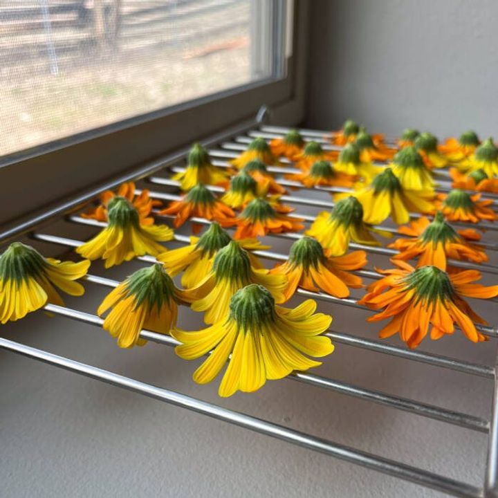 How to make calendula oil - flowers drying on wire rack