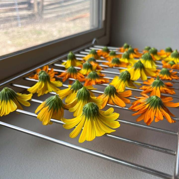 How to make calendula oil - flowers drying on wire rack