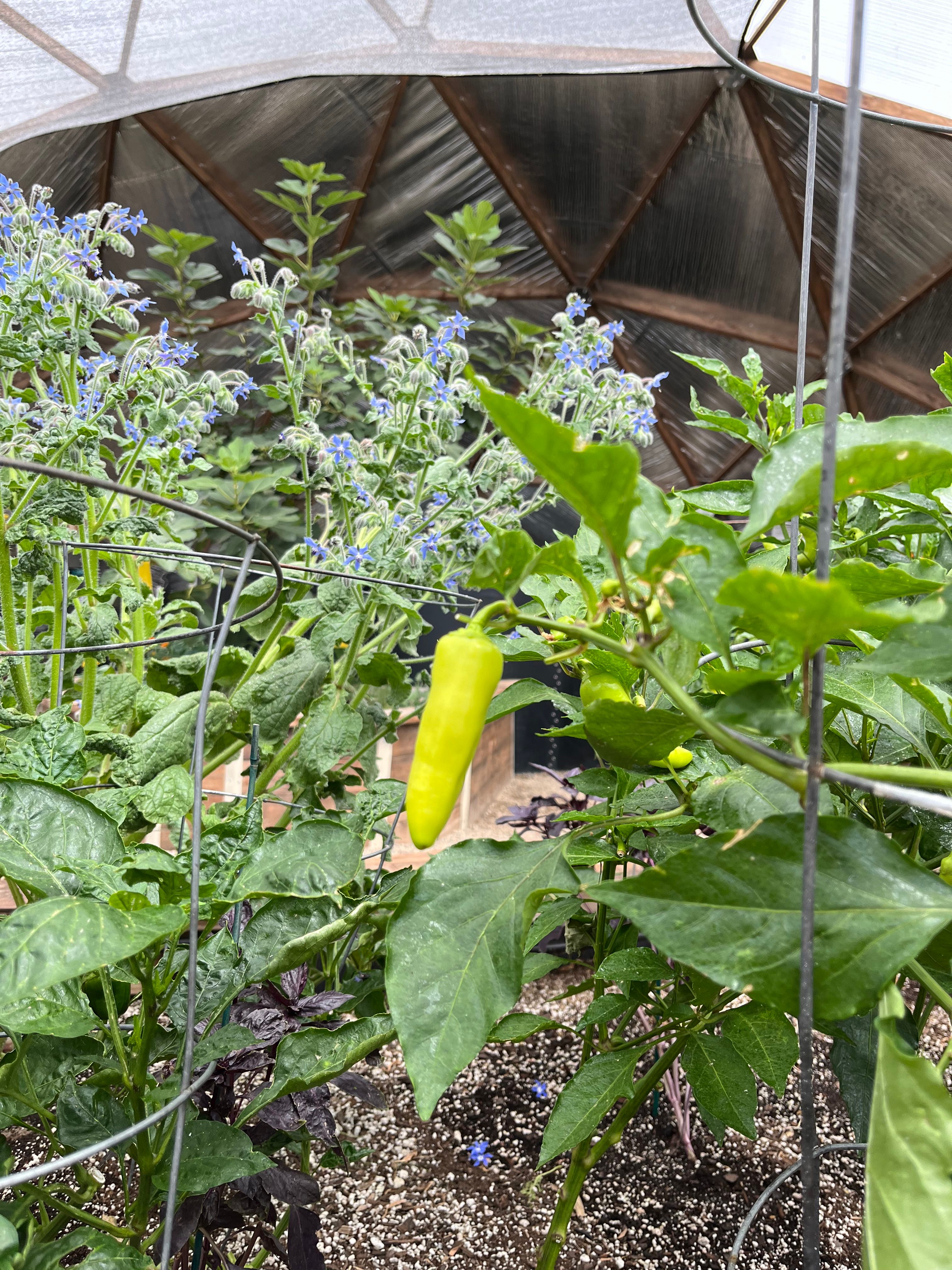 borage and peppers growing together in a raised bed in a geodome greenhouse