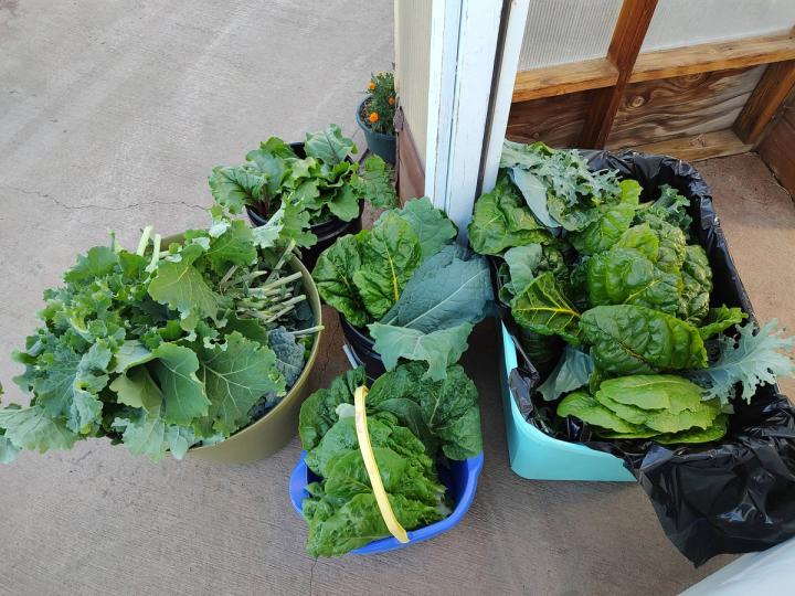 bins of freshly harvested greenhouse produce