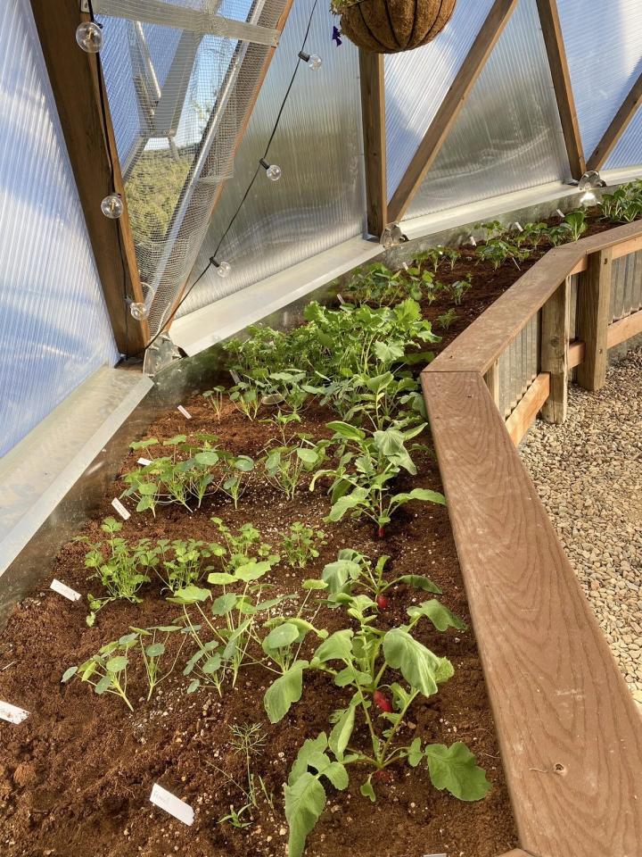 hugelkultur garden growing plants