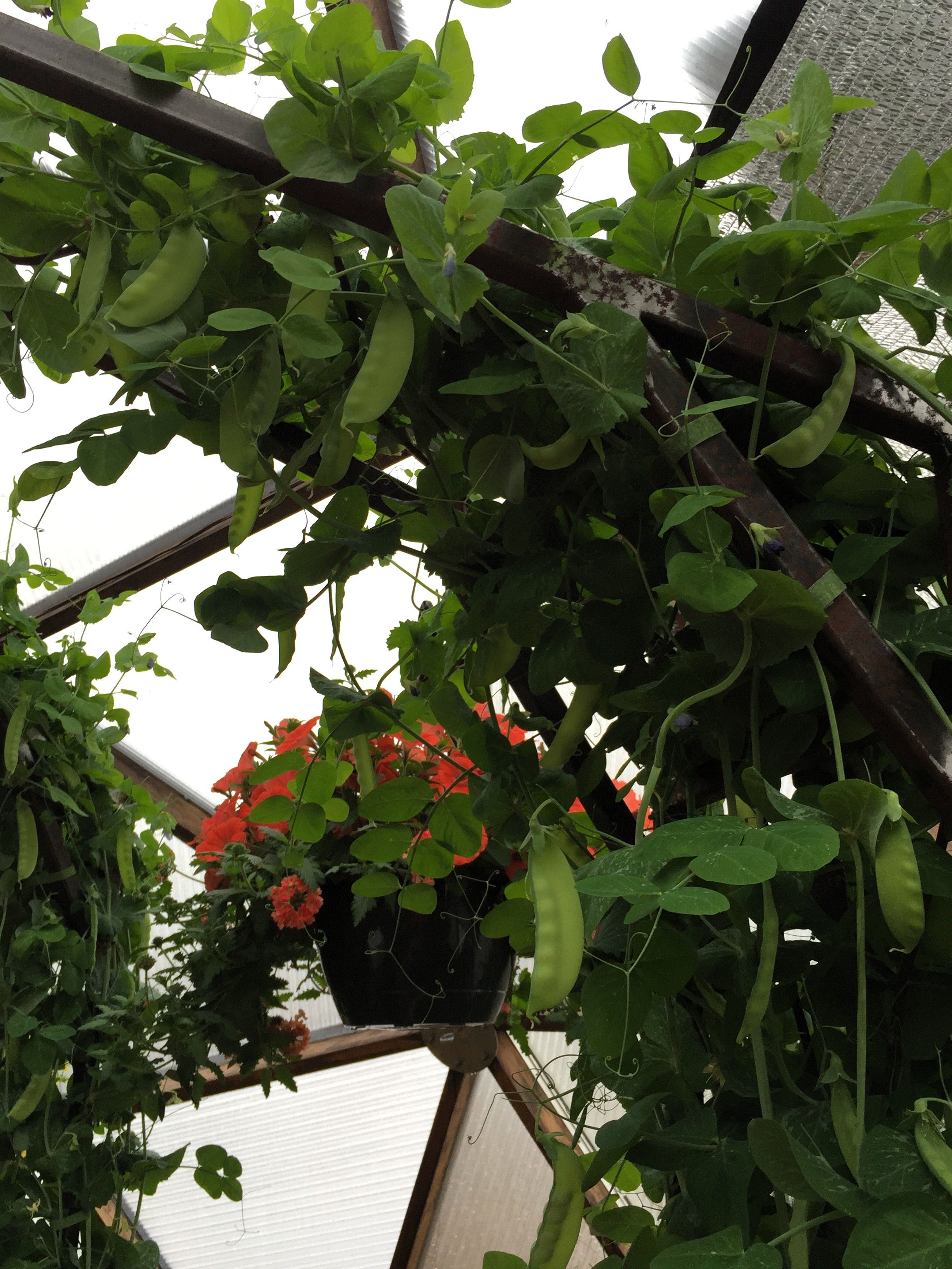 pea vine grown on a trellis in a greenhouse provides shade to plants below