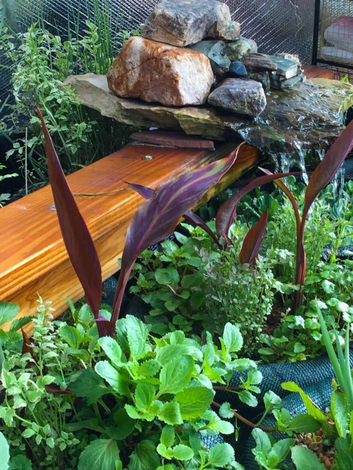 Preventing Algae with Floating Pond Planters