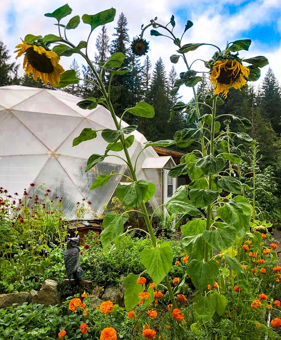 outside a geodesic dome greenhouse garden beds with lots of flowers