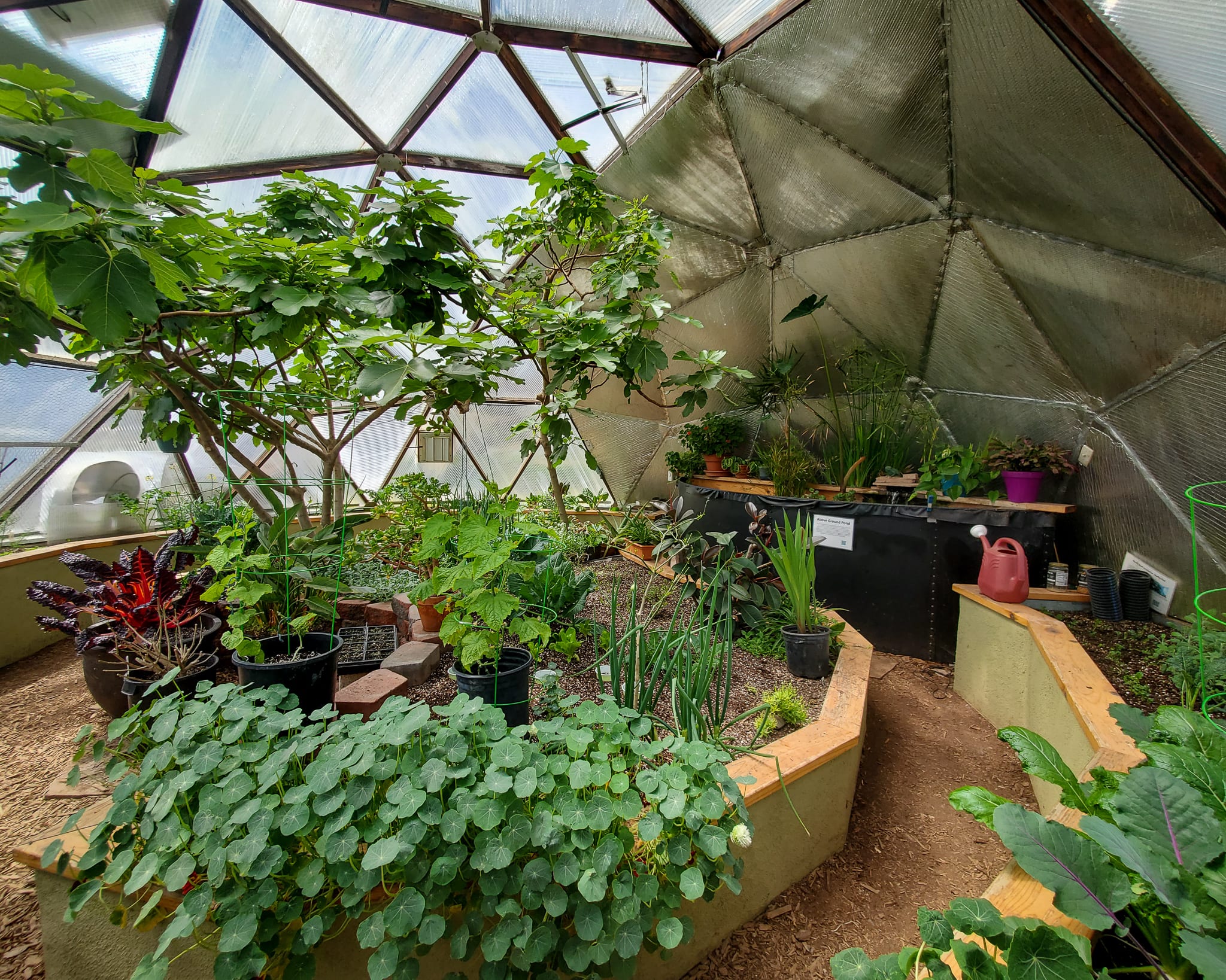 Interior of a 26′ Growing Dome greenhouse with fig tree, pond, and raised beds full of herbs and leafy greens.