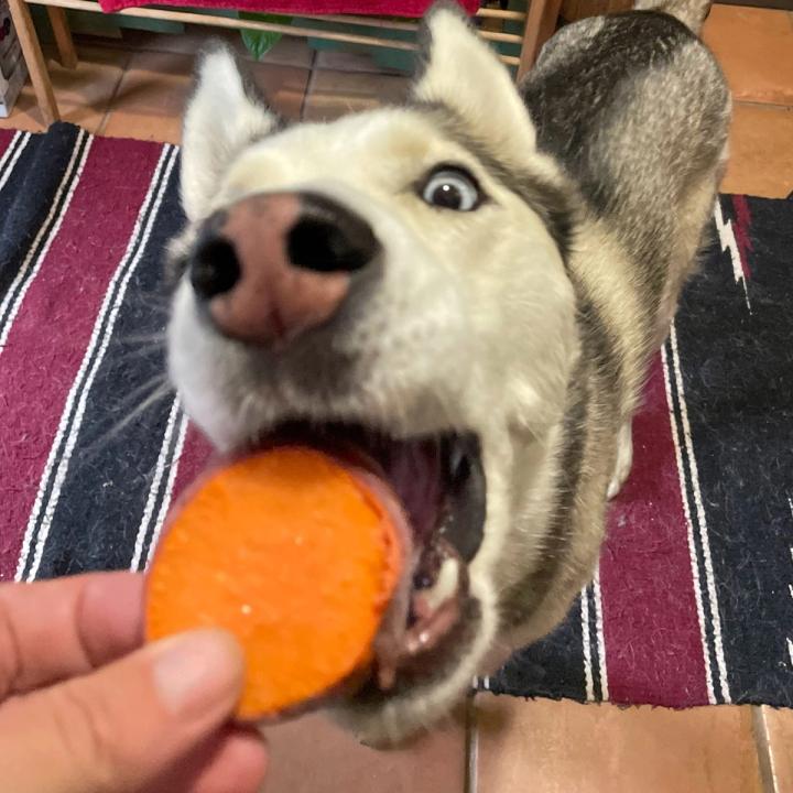 close up of a husky taking a slice of sweet potato from someone as a treat