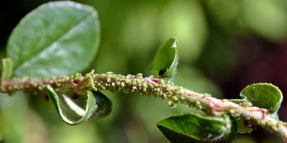 How to Get Rid of Aphids Naturally image