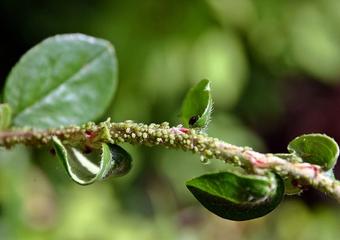 How to Get Rid of Aphids Naturally