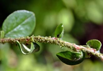 aphids attacking a young tree sapling