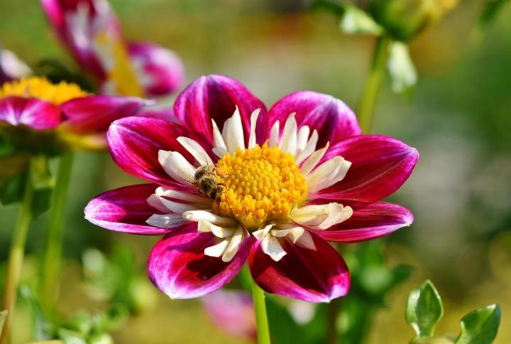 pink zinnia and bee