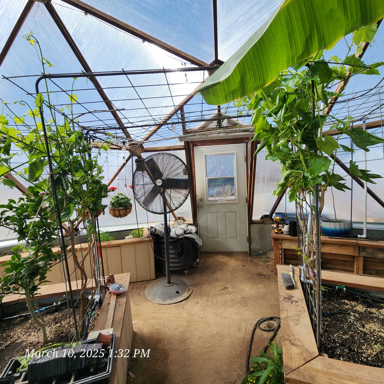 Grapevine trellis