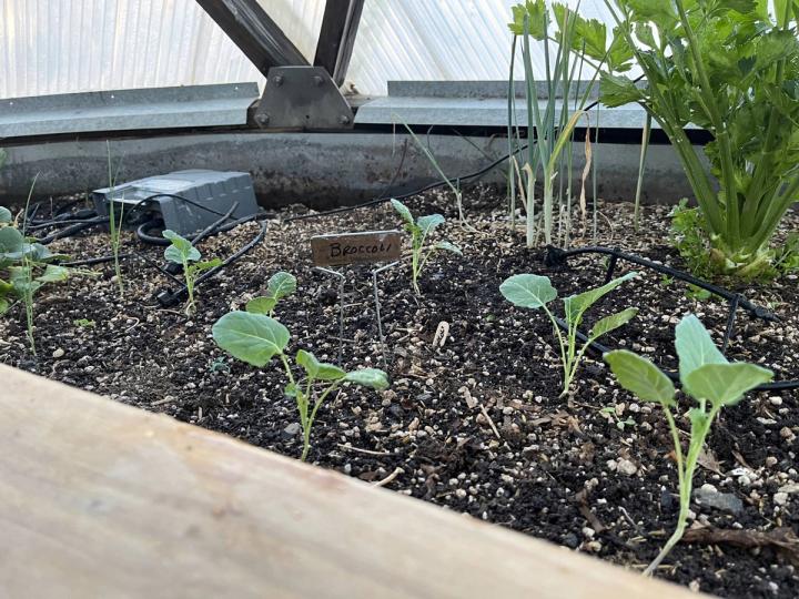growing broccoli seedlings