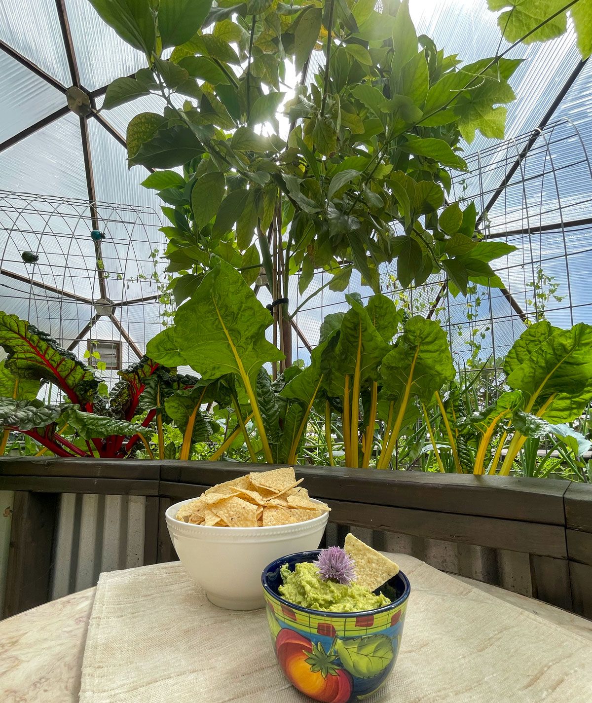 avocado tree growing in a greenhouse in the foreground guacamole and chips