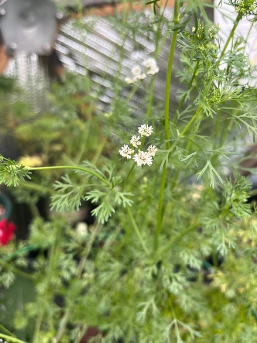 cilantro plant going to seed aka coriander in a greenhouse environment