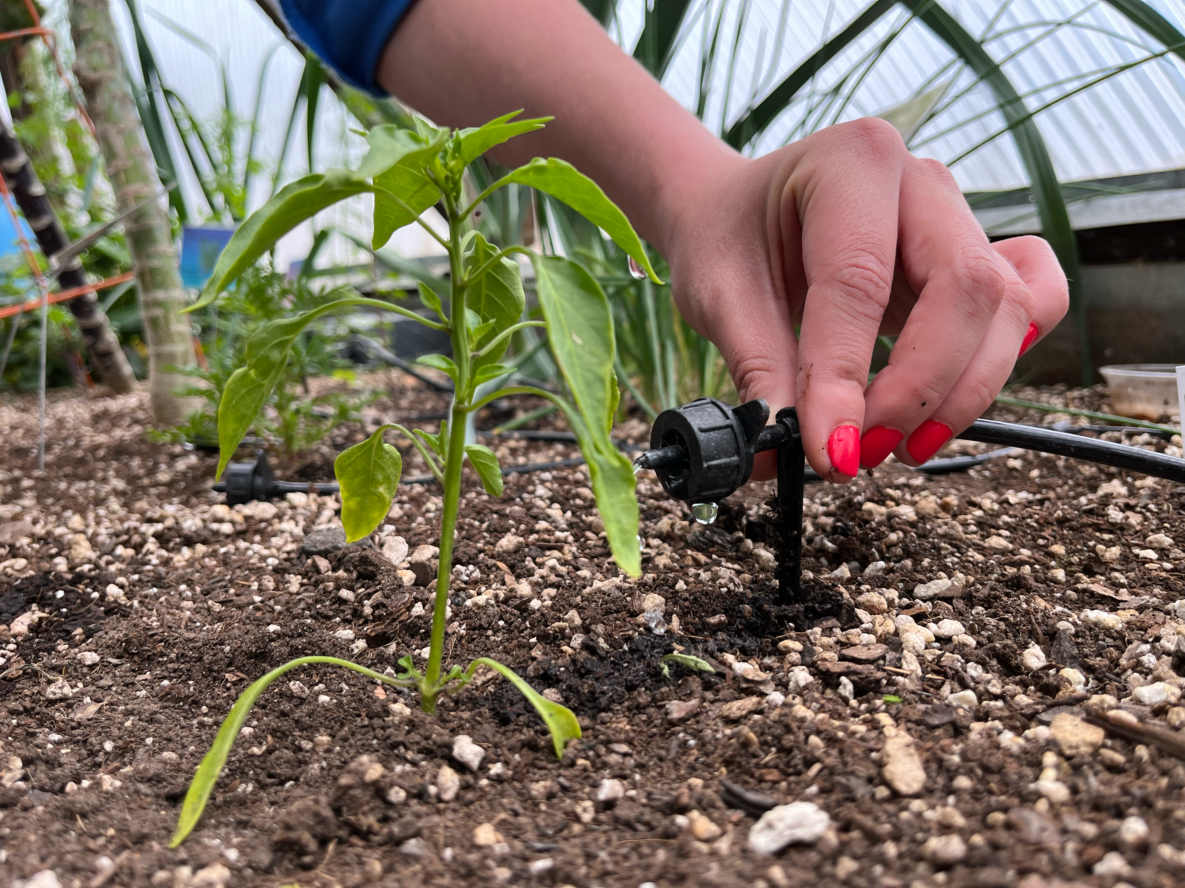 hand placing a drip emitter for automatic irrigation next to a pepper plant in a raised bed